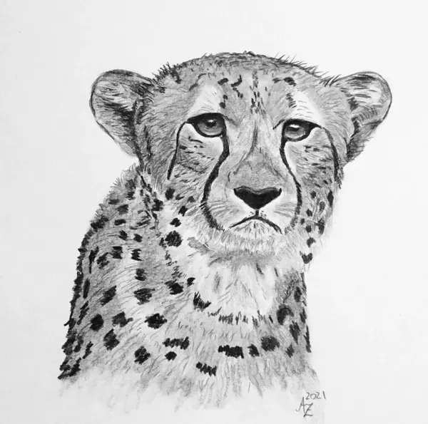 Gepard Kohle